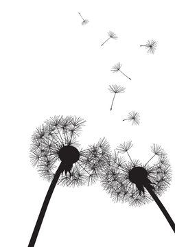 Fototapeta two black dandelions on white background- vector