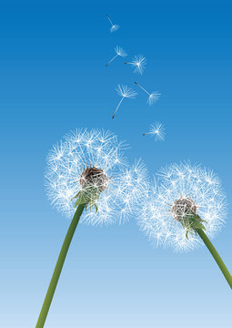 two dandelions on blue background with flying seeds © chrupka