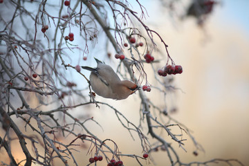 small bird in the cold winter