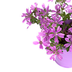 Fototapeta na wymiar wild violet flowers in bucket