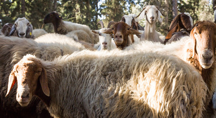 Obraz premium Herd of sheep