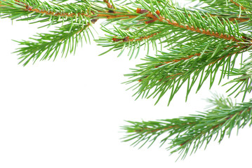Obraz premium fir tree branches
