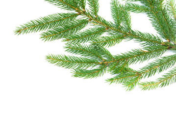 fir tree branches
