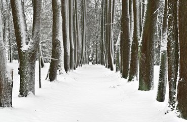 Fototapeta premium Park of memorial estate Muranovo. Moscow region, Russia