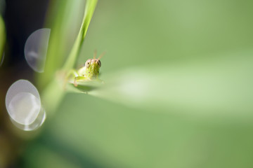 Grasshopper perching on a leaf