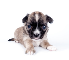 three weeks old cute Chihuahua baby on white background