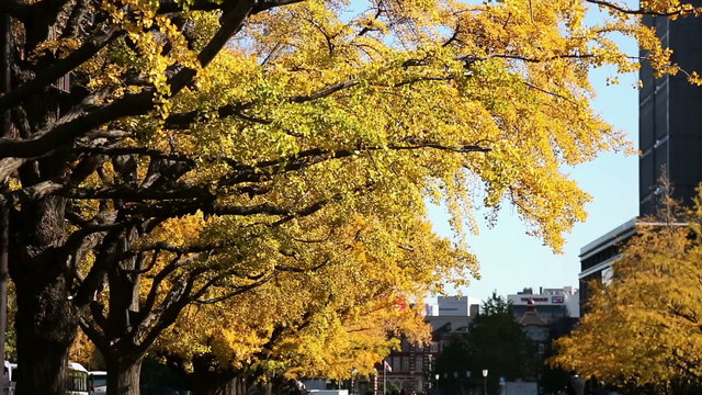 銀杏並木」の写真素材 | 8,135件の無料イラスト画像 | Adobe Stock