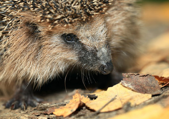 Hedgehog in the autumn forest