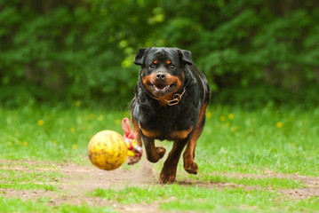 Rottweiler dog playing with ball