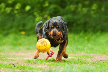 Rottweiler dog playing with ball