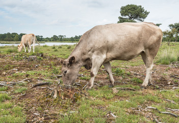 Grey cow grazing in a bare nature reserve