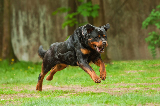 Rottweiler dog running