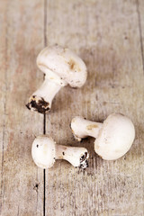 three fresh champignons on rustic wooden background