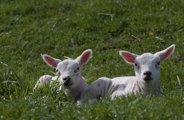 Fototapeta premium Two yong lambs in the spring