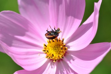 コスモスの花で転倒すると天道虫