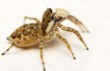 Close-up of a jumping spider (Menemerus semilimbatus)