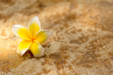 Fototapeta na wymiar Plumeria flower
