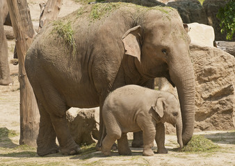 Fototapeta premium Elephant