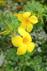 Fototapeta na wymiar Yellow flower in the nature