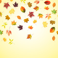 Fototapeta premium Collection of beautiful colored autumn leaves