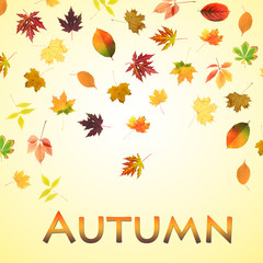 Beautiful colored autumn leaves on yellow background