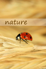 Beautiful ladybird on  wheat ear, close up