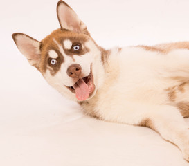 chiot husky sibérien