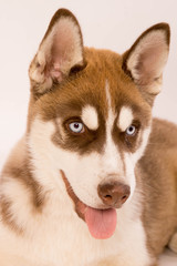 chiot husky sibérien