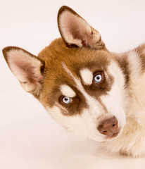 chiot husky sibérien