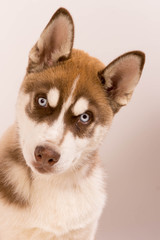 attitude de chiot husky sibérien