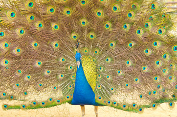 Obraz premium peacock