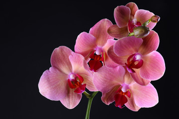 Fototapeta na wymiar Beautiful blooming orchid flower isolated on black