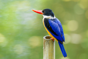 Black-capped Kingfisher (Halcyon pileata) on the bamboo