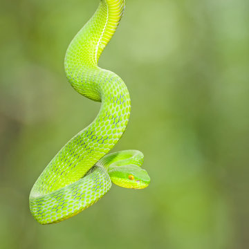Ekiiwhagahmg snakes (snakes green) in the forests of Thailand