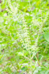 Holy Basil (Ocimum sanctum).