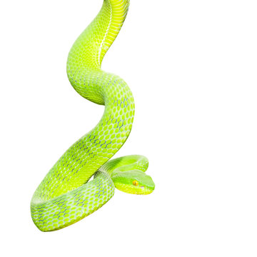 Ekiiwhagahmg snakes (snakes green) on white background.