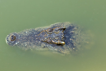 Head of a crocodile floating in the water.