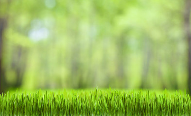 Fototapeta na wymiar green grass and forest nature background for desktop wallpaper