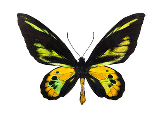Fototapeta na wymiar Butterfly Rothschild's Birdwing