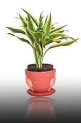 Striped Dracaena Plant on white background