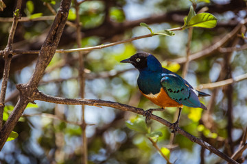 Naklejka premium Piękny afrykański szpak na gałęzi