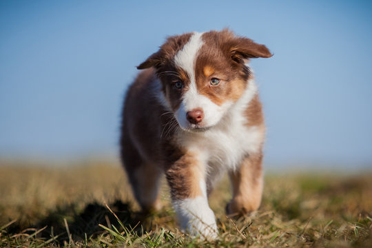 Australian Shepherd Welpe in Bewegung