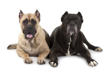 Cane Corso dogs on white background