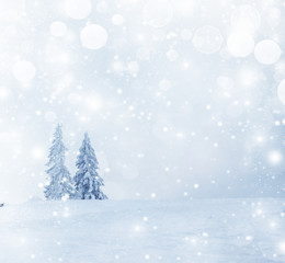 Christmas background with snowy firs
