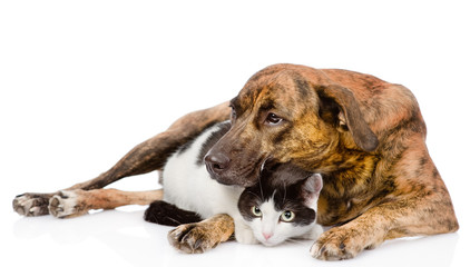 sad mixed breed dog hugging a cat. isolated on white background