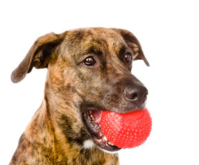 dog holding red ball. isolated on white background