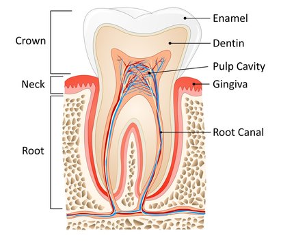 tooth medical anatomy