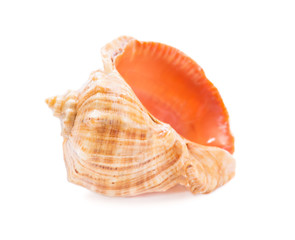 Sea shell on white background