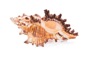 Sea shell on white background