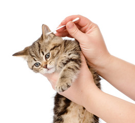 mixed breed dog hugging cat. isolated on white background